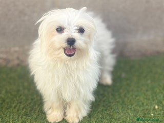 Bichón Maltés perros - Anuncio 6