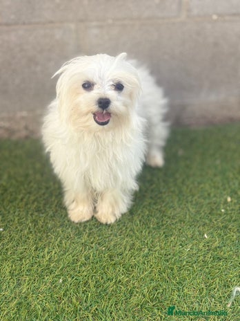 Bichón Maltés perros - Anuncio 6