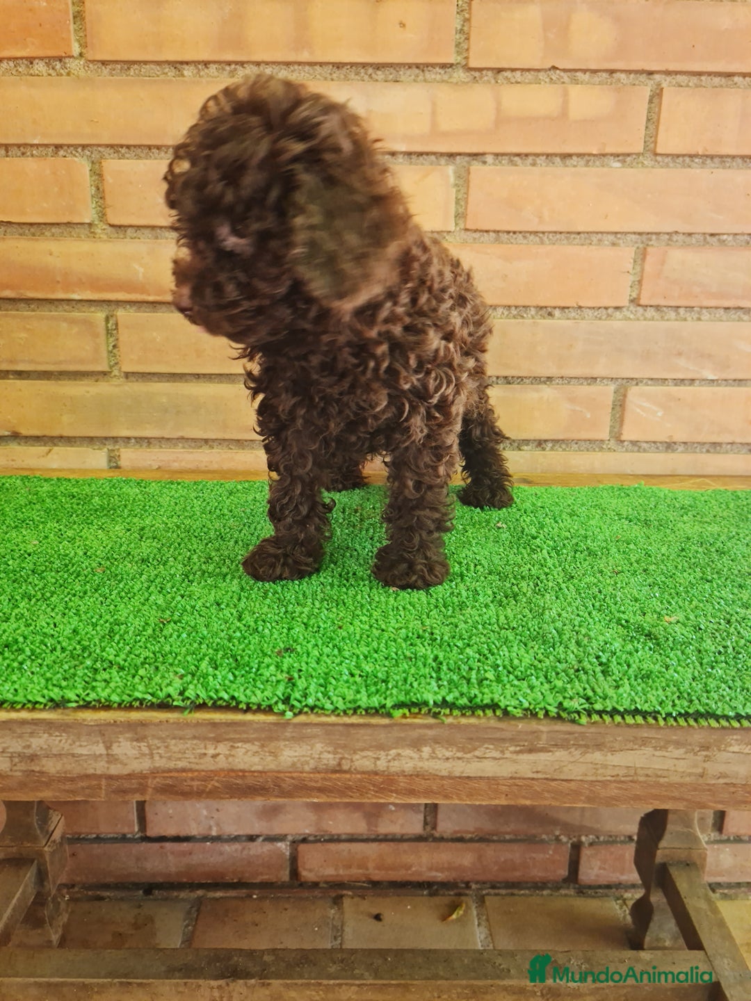 Caniche Toy perros en venta: Caniche   - Imagen 14