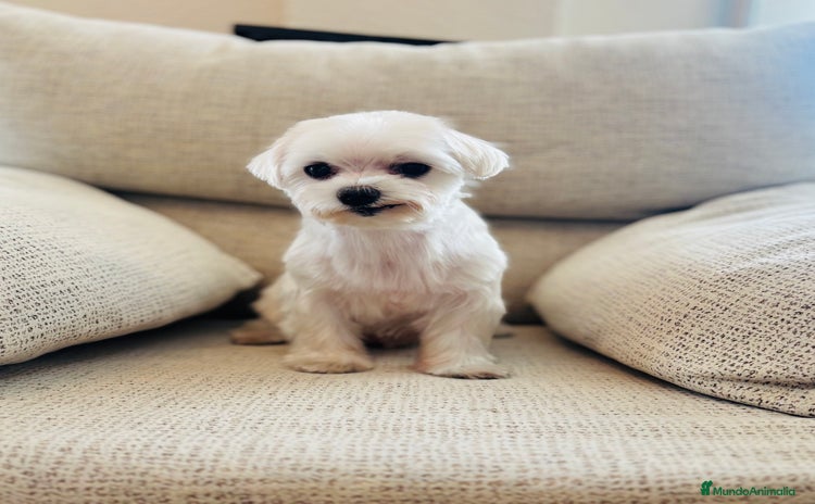 Bichón Maltés perros - Anuncio 1