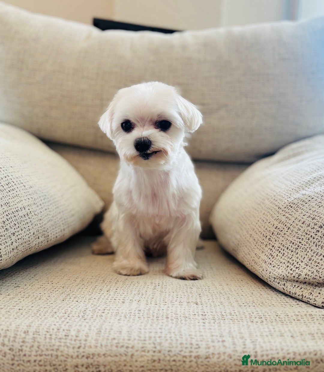 Bichón Maltés perros en adopcion: Bichon maltes hembra en adopcion - Imagen 1
