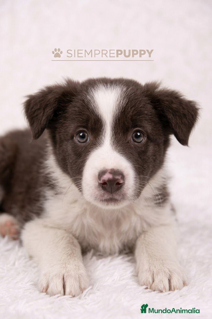 Border Collie perros BORDER COLLIE CHOCOLATE CACHORRO - Anuncio 4
