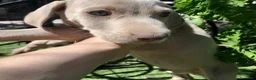 Weimaraner perros en venta: BRACO DE WEIMAR - Anuncio 9