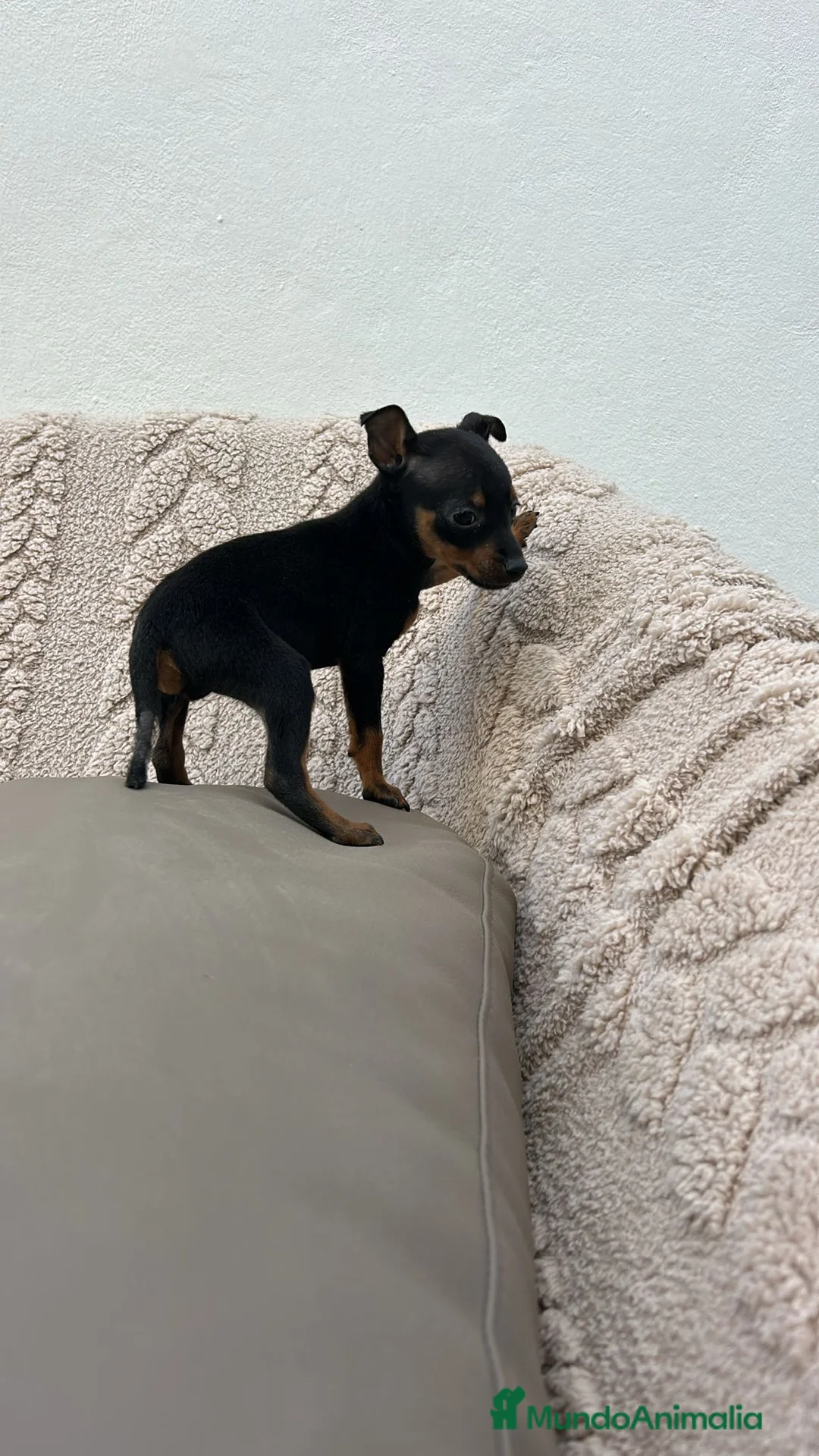 Ratón de Praga perros en venta: Ratón de Praga macho n/f - Anuncio 2