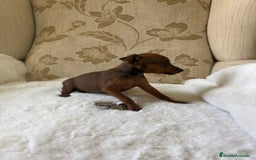 Pinscher Miniatura perros en venta: Pinscher Miniatura cachorro hembra  - Imagen 7