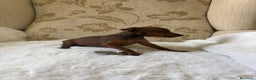 Pinscher Miniatura perros en venta: Pinscher Miniatura cachorro hembra  - Anuncio 7