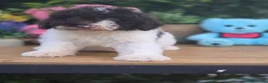 Perro de Agua Español 2