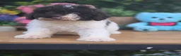 Perro de Agua Español perros en venta: Excelente camada de perro de aguas - Anuncio 4