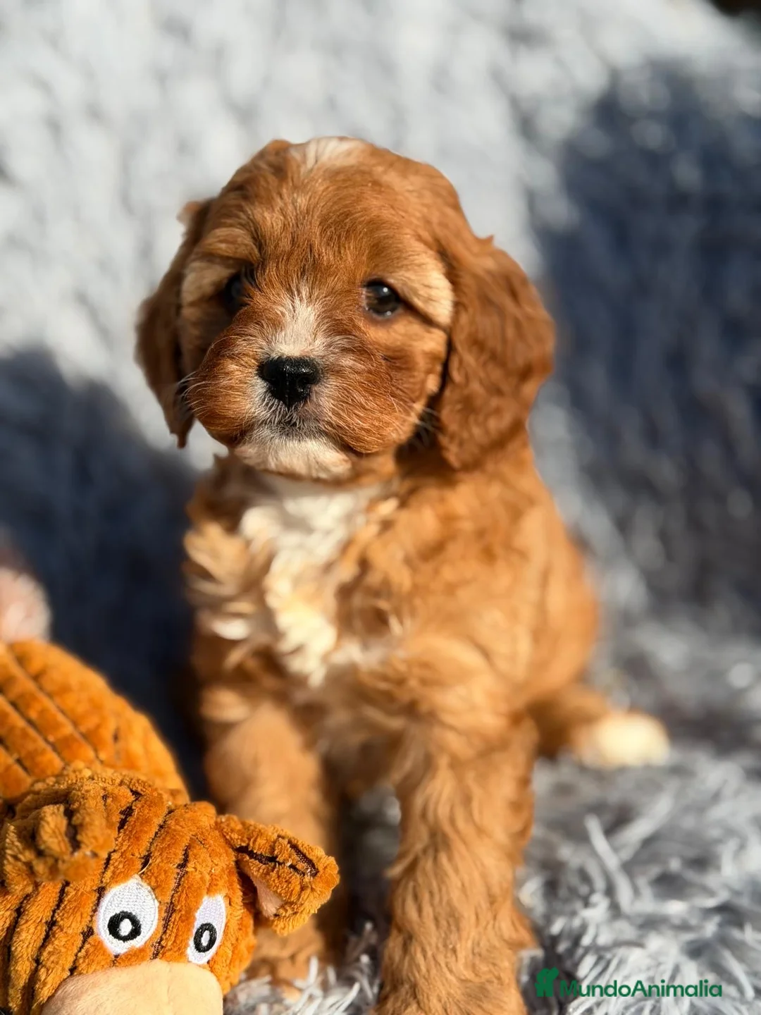 Cavapoo perros en venta: CAMADA CAVAPOO MUY ROJOS IMPRESIONANTES - Anuncio 2
