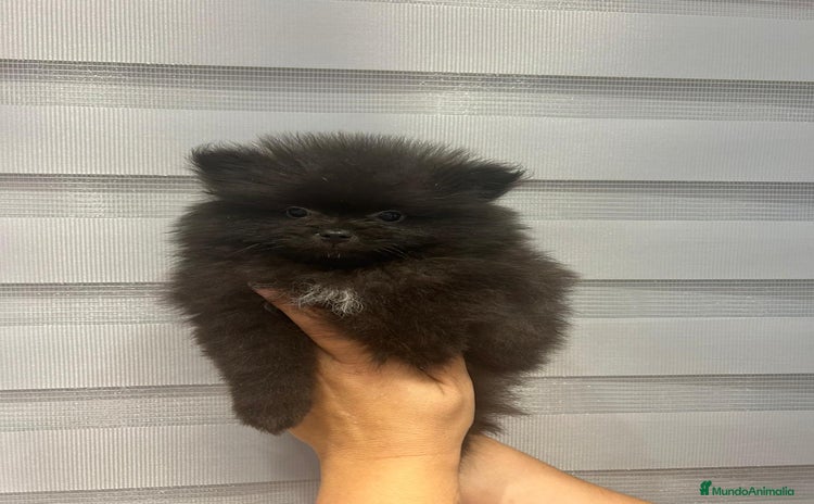 Pomerania perros - Anuncio 16