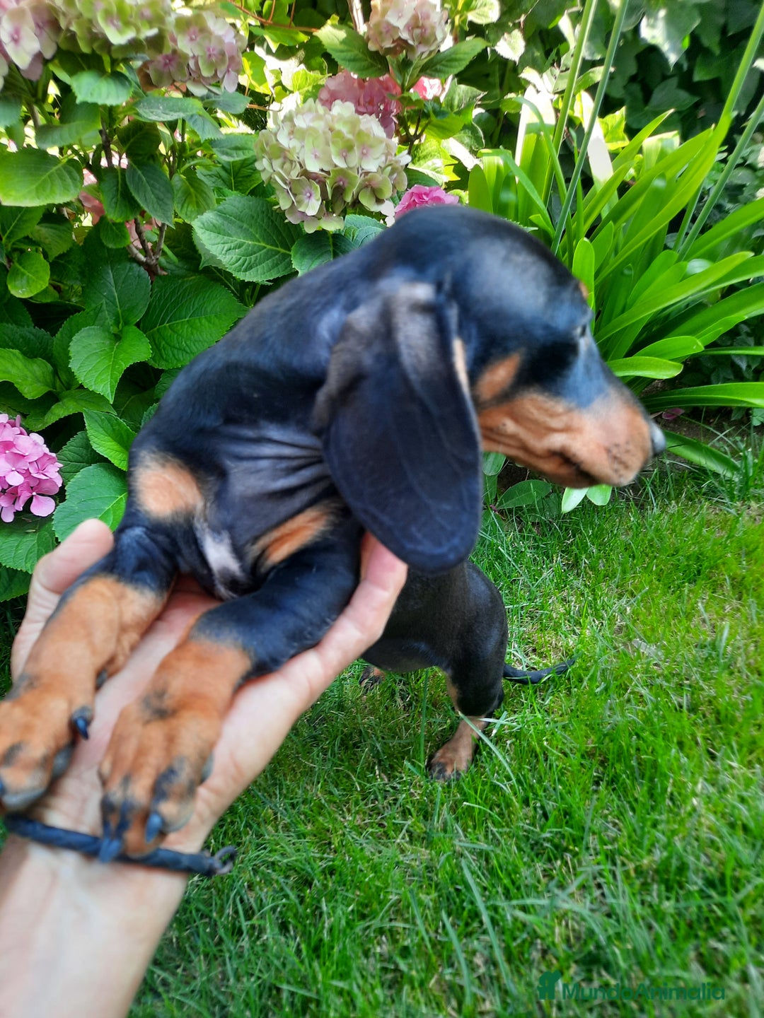 Teckel perros en venta: Cachorros de teckel pelo corto  - Imagen 2