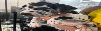 Dogo Alemán Cachorro 3
