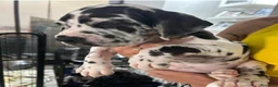 Dogo Alemán perros en venta: camada dogo aleman - Anuncio 4