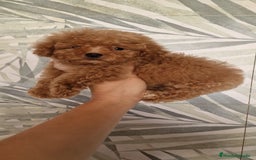 Caniche Toy perros en venta: MACHO CANICHE TOY  - Imagen 1