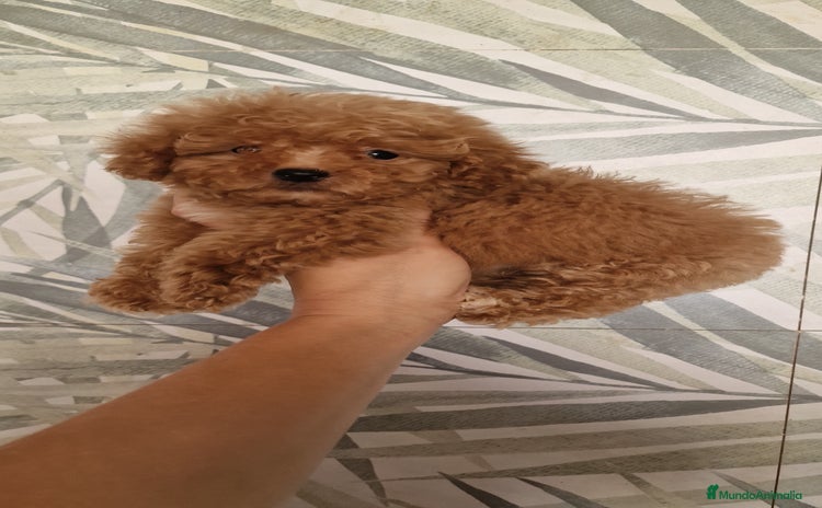 Caniche Toy perros - Anuncio 3