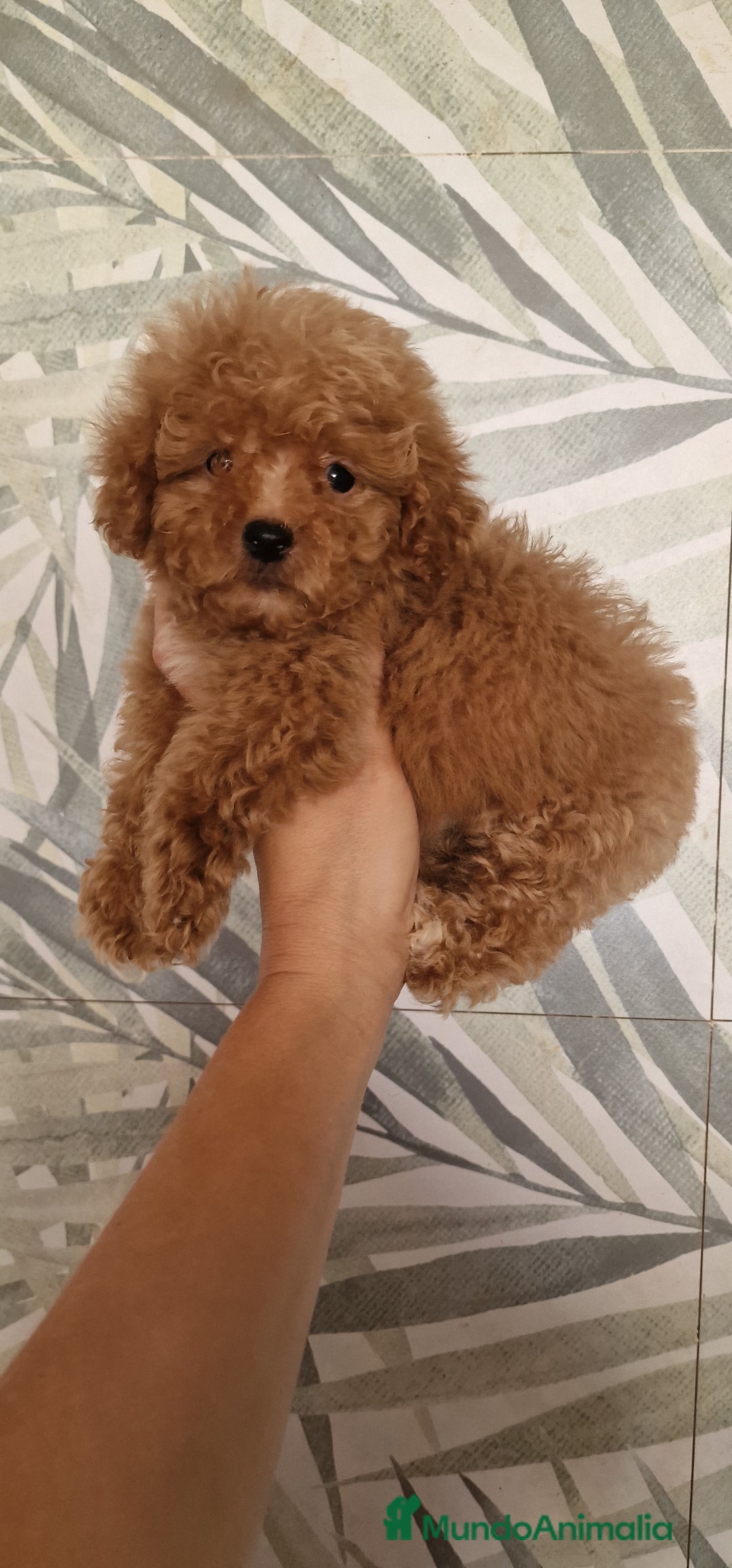 Caniche Toy perros en venta: MACHO CANICHE TOY  - Imagen 1