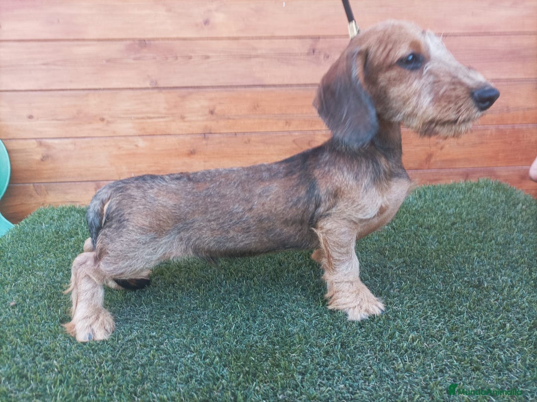 Teckel Miniatura perros en venta: CAMADA MINIATURA PELO DURO - Imagen 1