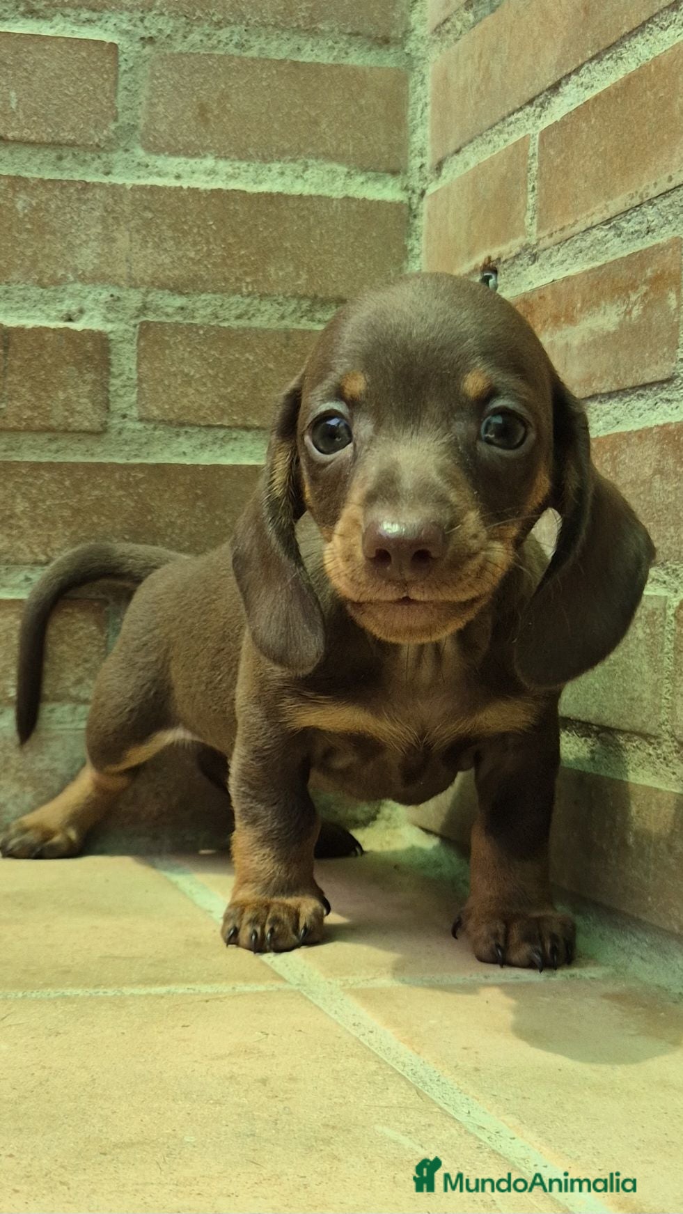 Teckel Miniatura perros Teckel chocolate  - Anuncio 2