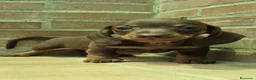 Teckel Miniatura perros en venta: Teckel chocolate  - Anuncio 1