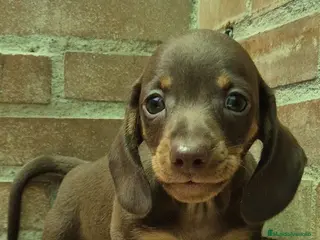 Teckel Miniatura perros Teckel chocolate - Anuncio 2