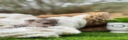 Chihuahua perros en venta: CHIHUAHUA MERLE - Anuncio 6