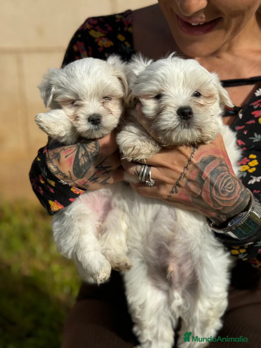 Bichón Maltés perros en venta: Bichón maltés  en Illes Balears - Anuncio 2
