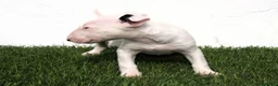 Bull Terrier perros en venta: Bull Terrier  - Anuncio 6