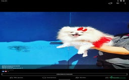 Pomerania perros en venta: Hembra particolor pomerania  - Imagen 2