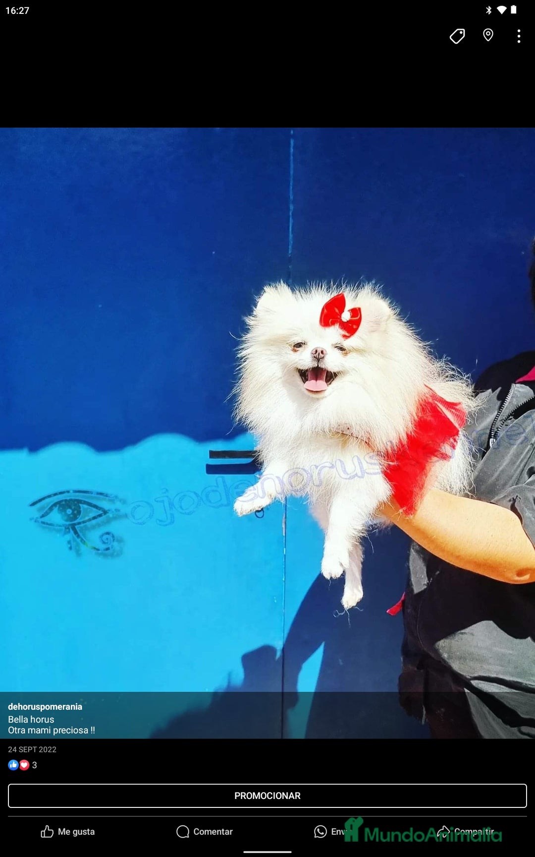 Pomerania perros en venta: Hembra particolor pomerania  - Imagen 2