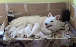 Pastor Blanco Suizo perros en venta: Cachorros de Pastor Blanco Suizo - Imagen 2