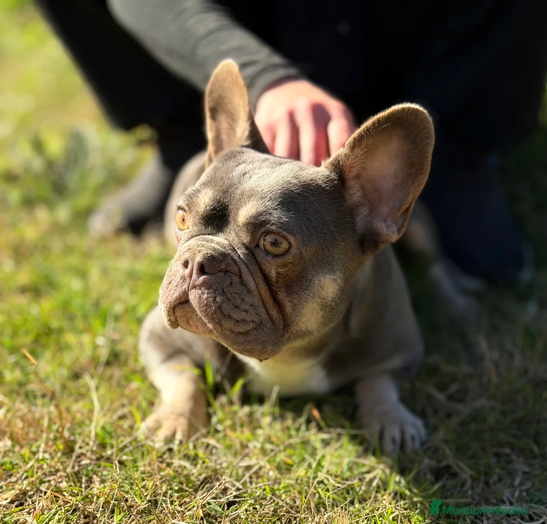 Bulldog Francés perros en venta: Bulldog francés MUY ECONOMICA - Anuncio 5