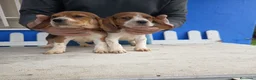 Beagle perros en venta: Cachorros de Beagle  - Anuncio 2