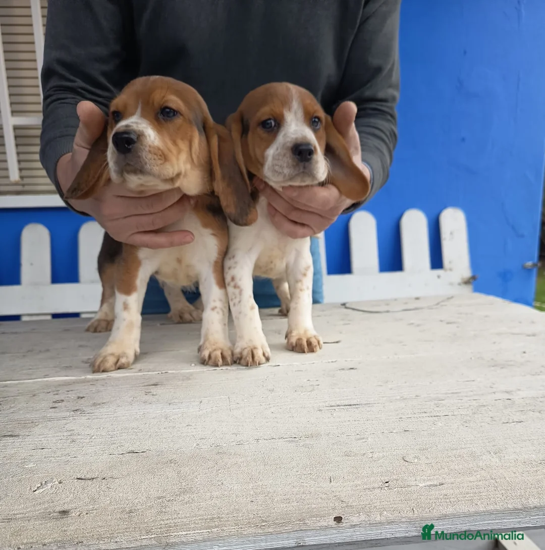 Beagle perros en venta: Cachorros de Beagle  - Anuncio 2