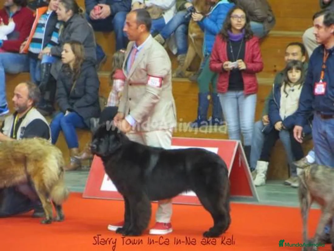 Imagen de galería {{count}}