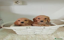 Cocker Spaniel Americano perros en venta: Cocker  - Imagen 1