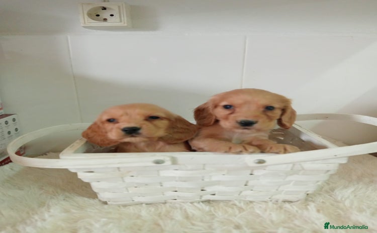 Cocker Spaniel Americano perros - Anuncio 8