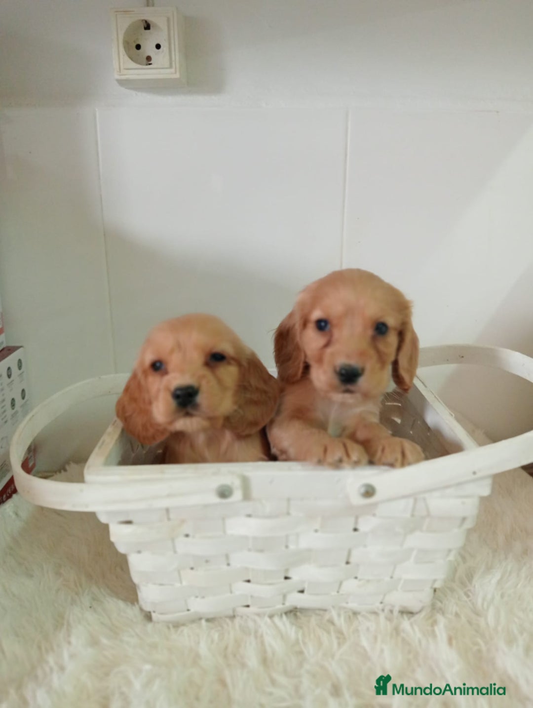 Cocker Spaniel Americano perros en venta: Cocker  - Imagen 1