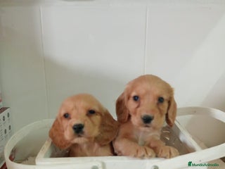 Cocker Spaniel Americano perros - Anuncio 3