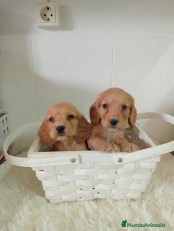 Cocker Spaniel Americano perros - Anuncio 3