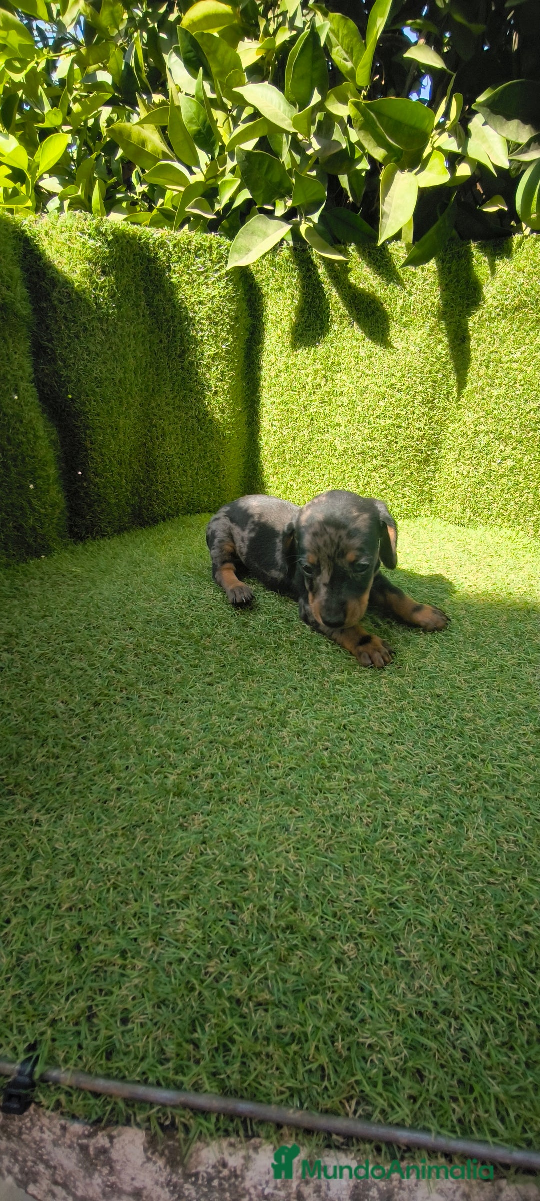 Teckel Miniatura perros en venta: camada teckel canichen muy pequeños  - Imagen 11