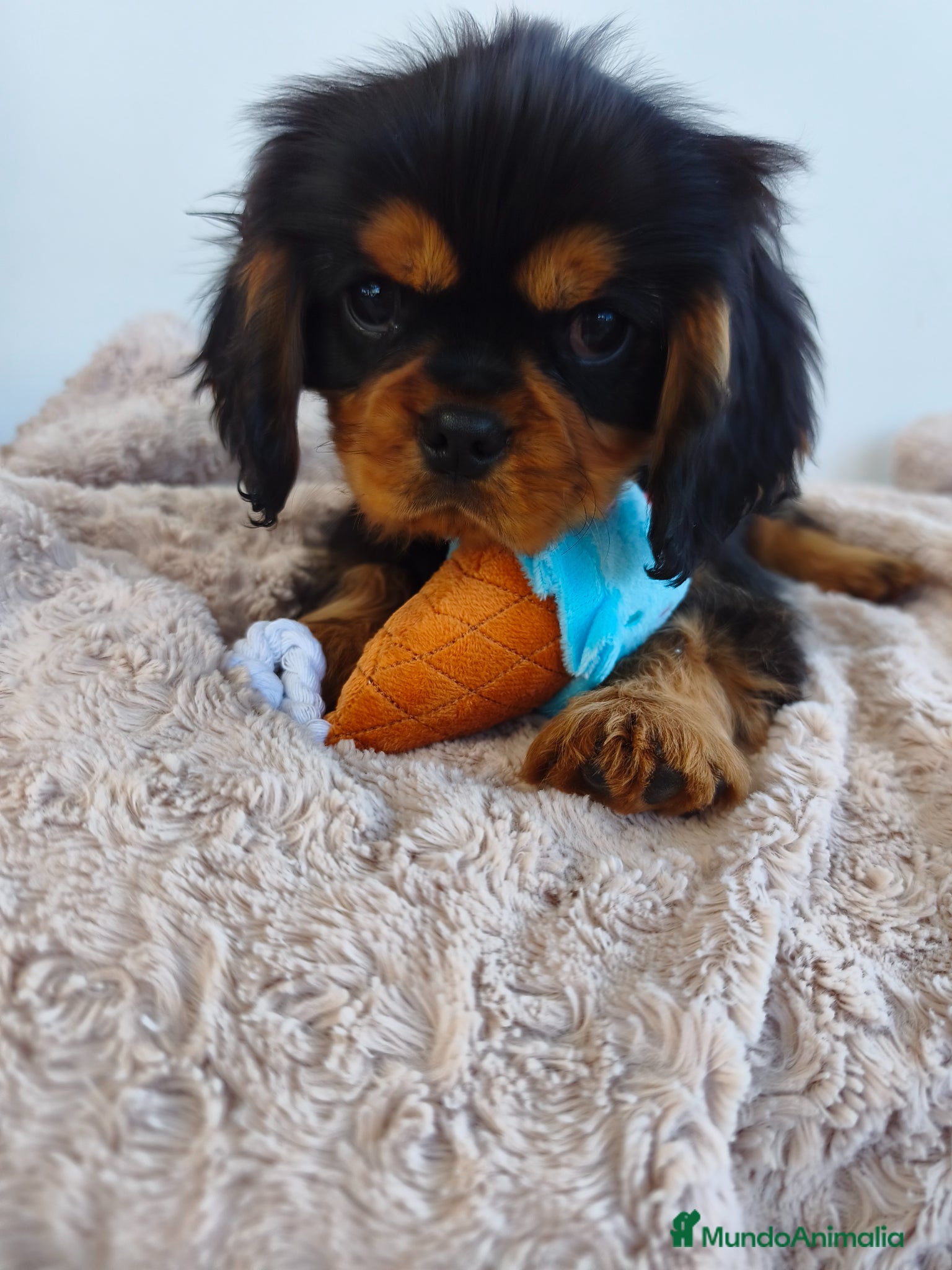 Cavalier King Charles Spaniel perros Cavalier negro fuego y ruby - Anuncio 1