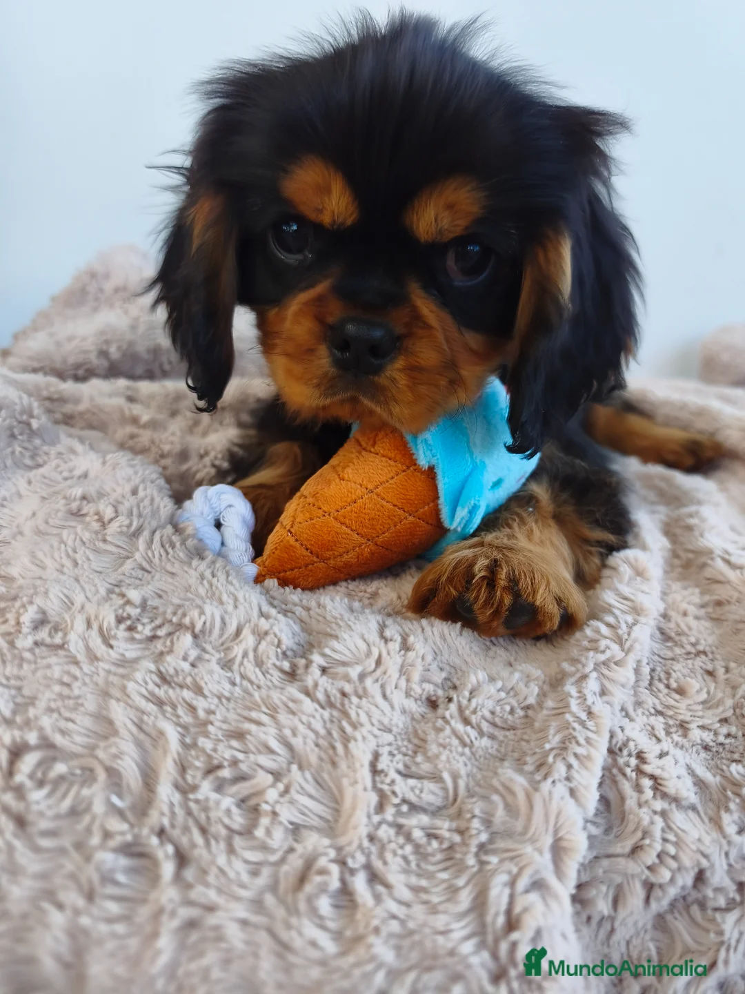 Cavalier King Charles Spaniel perros en venta: Cavalier negro fuego y ruby - Anuncio 1