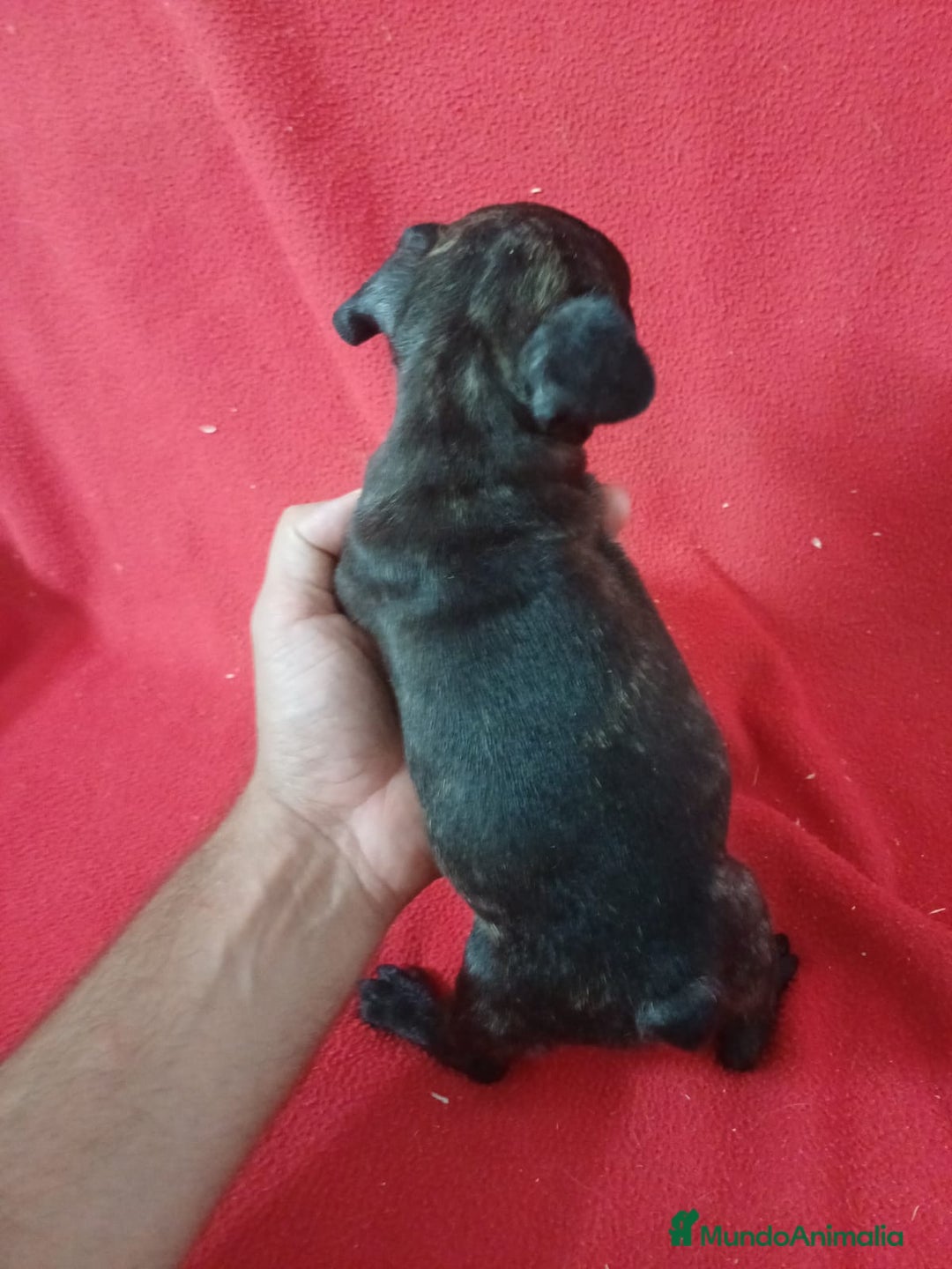 Bulldog Francés perros en venta: Bulldog Francés  - Imagen 3