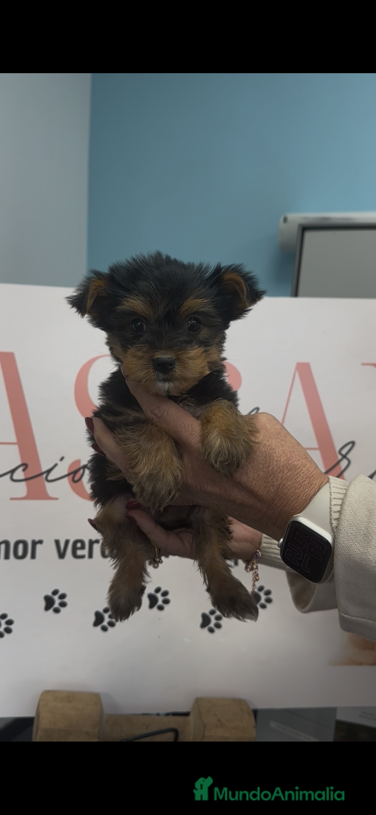 Yorkshire Terrier perros Preciosos cachorros Yorkshire terrier - Anuncio 3