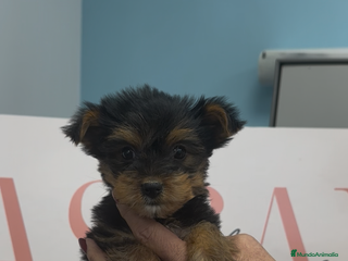 Yorkshire Terrier perros Preciosos cachorros Yorkshire terrier - Anuncio 28