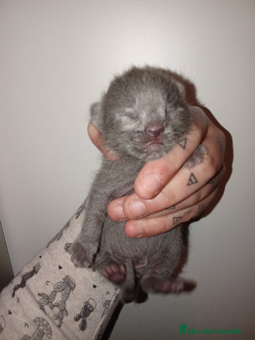 Azul Ruso gatos en venta: Azul ruso  - Anuncio 2