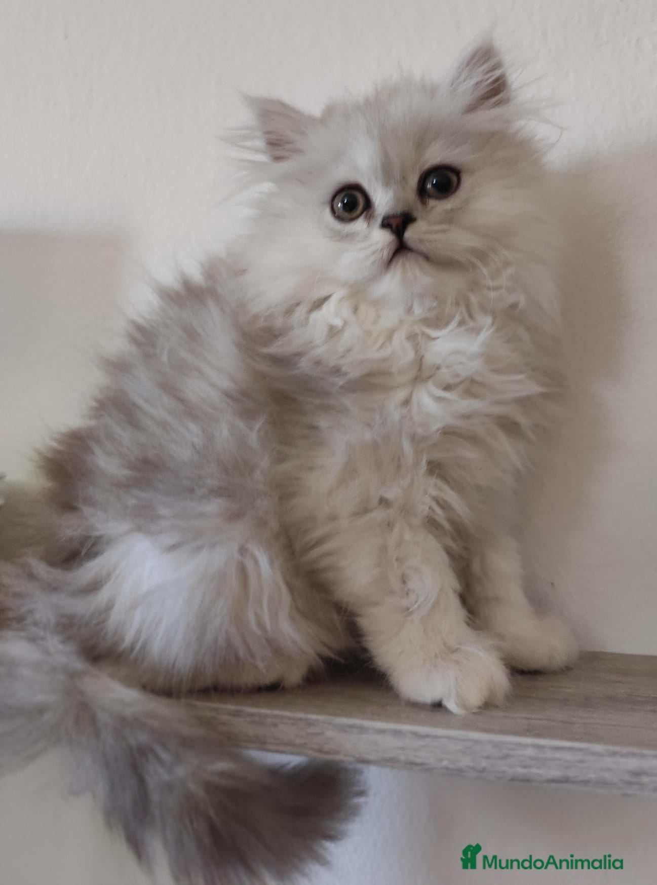 Persa gatos Persas chinchilla  - Anuncio 3