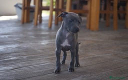 Pequeño Lebrel Italiano perros en venta: 🐾 Sirius y Selena – Galgos italianos blue 🐾 - Imagen 8