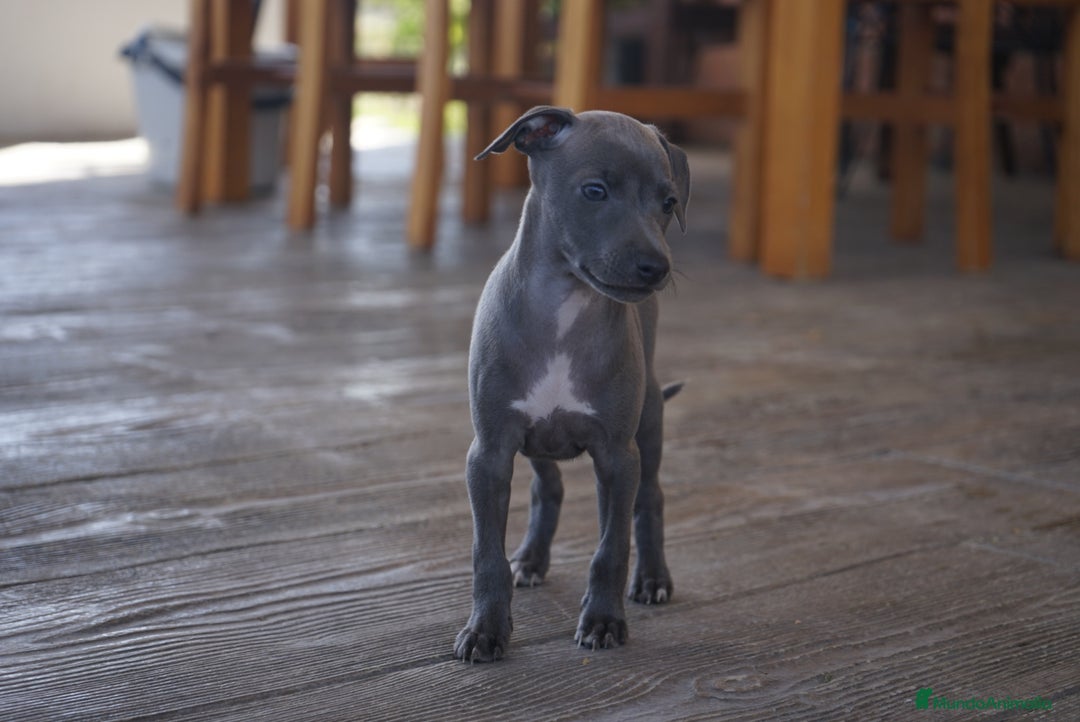 Pequeño Lebrel Italiano perros en venta: 🐾 Sirius y Selena – Galgos italianos blue 🐾 - Imagen 8