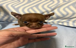 Chihuahua perros en venta: EXCLUSIVO CHIHUAHUA MICRO RUSO - Anuncio 6